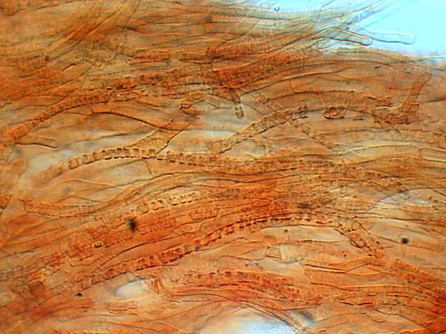 Xeromphalina cauticinalis   (Fr.)  Kühner & Maire
